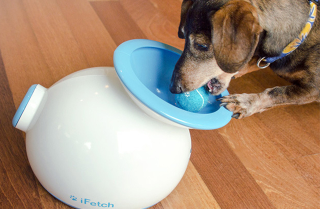 Illustration for article titled If You Have a Dog, You Can't Miss This Gadget Guide for the Spring
